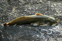 Image of Parachiloglanis hodgarti (Torrent catfish)