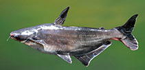Image of Pangasianodon hypophthalmus (Striped catfish)