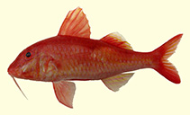 To FishBase images (<i>Parupeneus inayatae</i>, Indonesia, by White, W.T.)