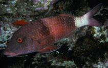 To FishBase images (<i>Parupeneus insularis</i>, Hawaii, by Randall, J.E.)