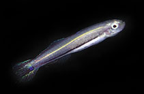 To FishBase images (<i>Parioglossus interruptus</i>, Philippines, by Allen, G.R.)