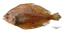 To FishBase images (<i>Paralichthys isosceles</i>, Brazil, by Fischer, L.G.)