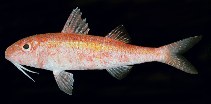 To FishBase images (<i>Parupeneus minys</i>, Seychelles, by Randall, J.E.)