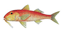 To FishBase images (<i>Parupeneus jansenii</i>, Indonesia, by Allen, G.R. & M.V. Erdmann)