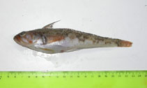 To FishBase images (<i>Patagonotothen jordani</i>, Argentina, by Mabragaña, E.)