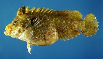 To FishBase images (<i>Paraploactis kagoshimensis</i>, Hong Kong, by Cornish, A.)