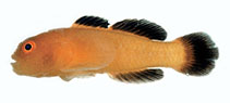 To FishBase images (<i>Paragobiodon kasaii</i>, Ryukyu Is., by Suzuki, T.)