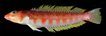 To FishBase images (<i>Parapercis kentingensis</i>, Chinese Taipei, by Ho, H.-C.)