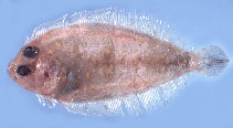 To FishBase images (<i>Parabothus kiensis</i>, by Gloerfelt-Tarp, T.)