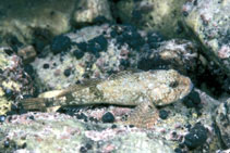 Image of Paracottus knerii (Stone sculpin)