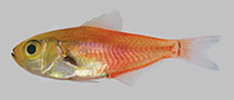 To FishBase images (<i>Parapriacanthus kwazulu</i>, South Africa, by Connell, A.D.)