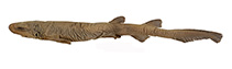 To FishBase images (<i>Parmaturus lanatus</i>, Indonesia, by Séret, B./Last, P.R.)