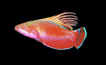 To FishBase images (<i>Paracheilinus lineopunctatus</i>, by Tanaka, H.)