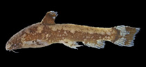 To FishBase images (<i>Parakysis longirostris</i>, by Ng, H.H.)