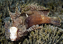 To FishBase images (<i>Paracentropogon longispinis</i>, Indonesia, by Greenfield, J.)