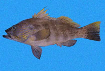 To FishBase images (<i>Paralabrax loro</i>, Panama, by Robertson, R.)