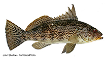 To FishBase images (<i>Paralabrax maculatofasciatus</i>, USA, by Shelton, J.)