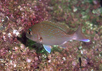 Image of Pagrus major (Red seabream)