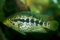 Image of Parachromis managuensis (Jaguar guapote)