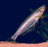 Image of Pareutropius mandevillei 