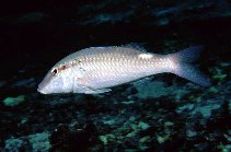 To FishBase images (<i>Parupeneus margaritatus</i>, Oman, by Field, R.)