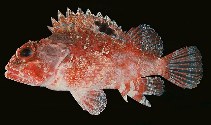 To FishBase images (<i>Parascorpaena mcadamsi</i>, South Africa, by Randall, J.E.)