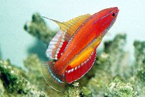 To FishBase images (<i>Paracheilinus mccoskeri</i>, by Tanaka, H.)