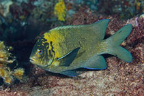 To FishBase images (<i>Parma mccullochi</i>, Australia, by Groeneveld, R.)