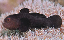 Image of Paragobiodon melanosoma (Dark coral goby)