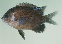 To FishBase images (<i>Parma microlepis</i>, Australia, by Randall, J.E.)