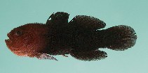 To FishBase images (<i>Paragobiodon modestus</i>, Maldives, by Randall, J.E.)