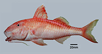 To FishBase images (<i>Parupeneus moffitti</i>, Guam, by Myers, R.F.)