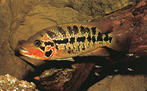 To FishBase images (<i>Parachromis motaguensis</i>, by DATZ)