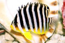 Image of Paracentropyge multifasciata (Barred angelfish)