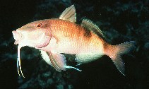 To FishBase images (<i>Parupeneus multifasciatus</i>, Guam, by Randall, J.E.)