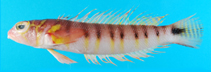 To FishBase images (<i>Parapercis multifasciata</i>, Chinese Taipei, by Ho, H.-C.)