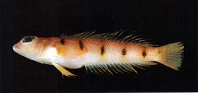 To FishBase images (<i>Parapercis macrophthalma</i>, Chinese Taipei, by Shao, K.T.)