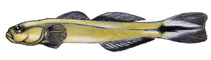 To FishBase images (<i>Parioglossus neocaledonicus</i>, New Caledonia, by IRD/C. Ledru)