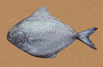 To FishBase images (<i>Parastromateus niger</i>, by Rahman, A.K.A.)