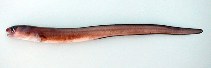 To FishBase images (<i>Paraconger notialis</i>, Cape Verde, by Cambraia Duarte, P.M.N. (c)ImagDOP)