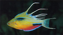 To FishBase images (<i>Paracheilinus nursalim</i>, Indonesia, by Allen, G.R.)