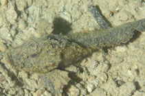 Image of Paraploactis obbesi (Sulu velvetfish)