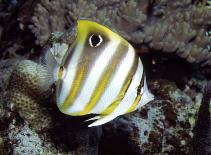 Image of Parachaetodon ocellatus (Sixspine butterflyfish)