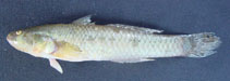 Image of Parachaeturichthys ocellatus 