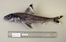 To FishBase images (<i>Paraulopus okamurai</i>, Australia, by Graham, K.)