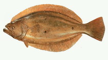 To FishBase images (<i>Paralichthys olivaceus</i>, by CAFS)
