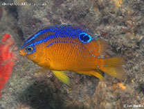 To FishBase images (<i>Parma oligolepis</i>, Australia, by Banks, I.)