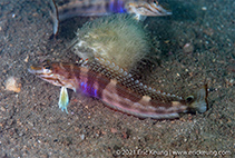 To FishBase images (<i>Parapercis ommatura</i>, Hong Kong, by Eric Keung@114°E Hong Kong Reef Fish Survey)
