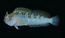 To FishBase images (<i>Parablennius opercularis</i>, Oman, by Randall, J.E.)