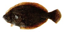 To FishBase images (<i>Paralichthys orbignyanus</i>, by INIDEP)